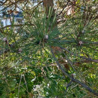 Pinus Resinosa leaf